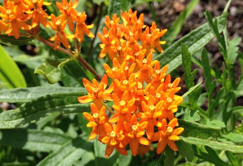 Asclepias tuberosa, butterfly-weed