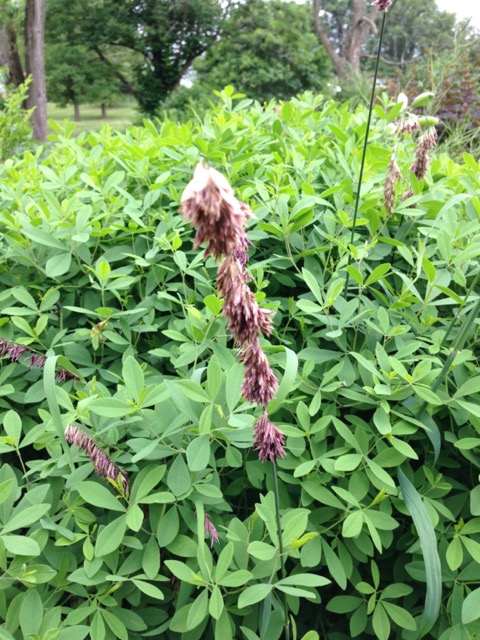 Side gamma grass in front of false baptisia