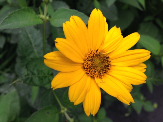 Showy oxeye sunflower