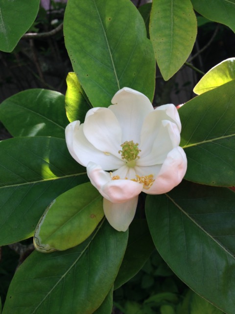 Virginia magnolia