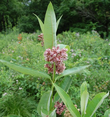 Asclepias-syriaca-common-milkweed