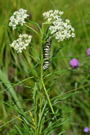 Asclepias-verticillata-Whorled-Millkweed-monarch-caterpillar